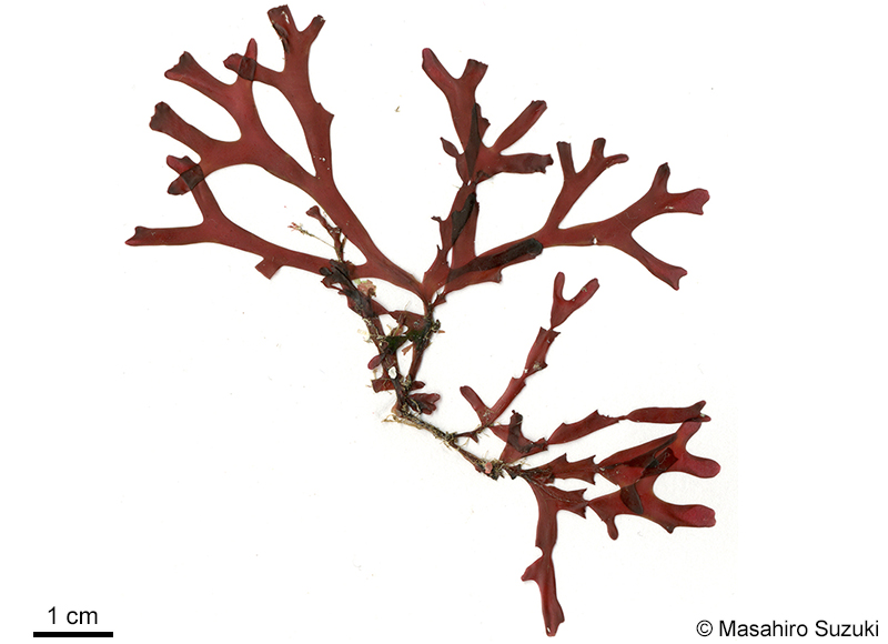 キタヨナグニソウ Yonagunia taiwani-borealis